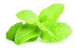 MENTHE LOCAL AU KG