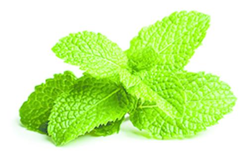 MENTHE LOCAL AU KG
