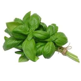 BASILIC  VERT LOCALE A LA BOTTE