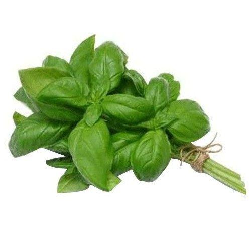 BASILIC  VERT LOCALE A LA BOTTE