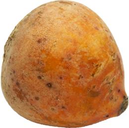 BETTERAVE BICOLOR AU KG