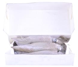 CALAMAR /SQUID 1LB X24 BOITES USA